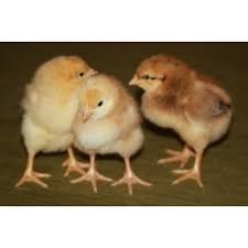 Vanraja chicks